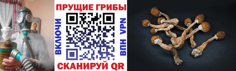 Галлюциногенные грибы GOLDEN TEACHER где купить наркоту Арск